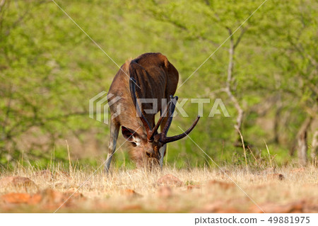 Sambar deer, Rusa unicolor, large animal 49881975
