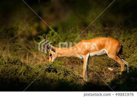 Indian Gazelle or Chinkara, Gazella bennettii 49881976