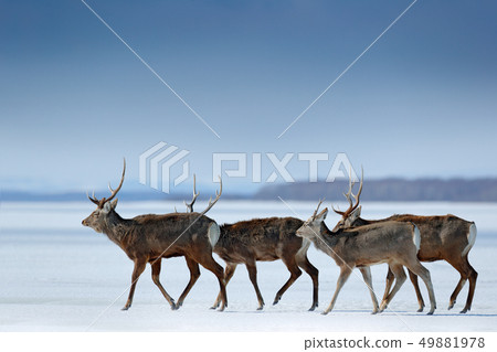 Hokkaido sika deer, Cervus nippon yesoensis 49881978