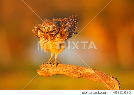 Burrowing Owl, Athene cunicularia, night bird 49881980