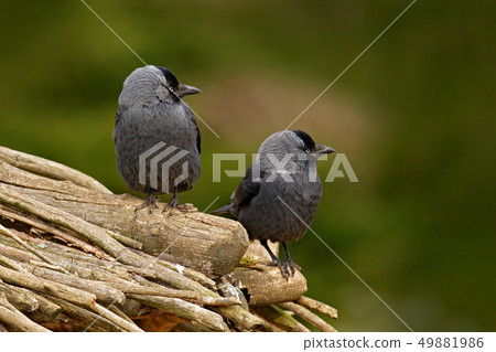 Eurasian Jackdaw Corvus monedula with open beak 49881986