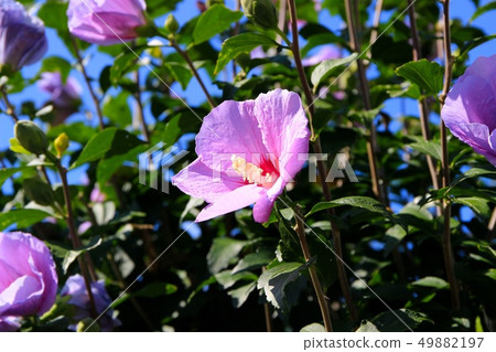 Mukugawa no Hana Mukugawa no Hana 49882197