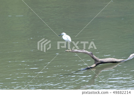 湖面白樺。位於台灣的當地。 49882214