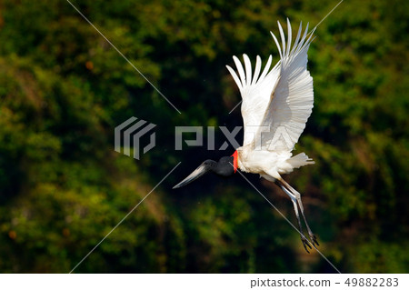 Jabiru stork in flyght in tropical jungle Jabiru stork in flyght in tropical jungle 49882283