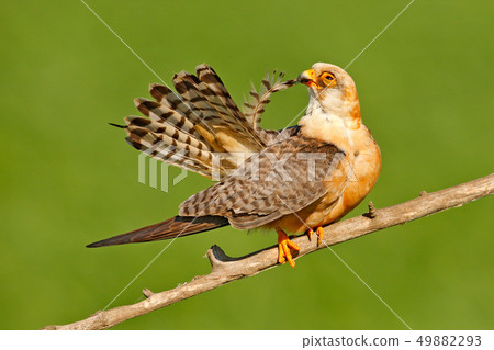 Red-footed Falcon, Falco vespertinus Red-footed Falcon, Falco vespertinus 49882293
