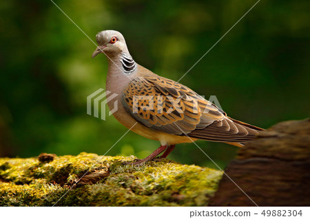 Turtle dove, Streptopelia turtur, Pigeon in forest 49882304