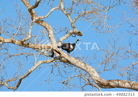 Common Piping Guan, Pipile pipile Common Piping Guan, Pipile pipile 49882313