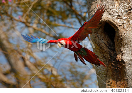 Big red parrot, flying from nesting hole Big red parrot, flying from nesting hole 49882314