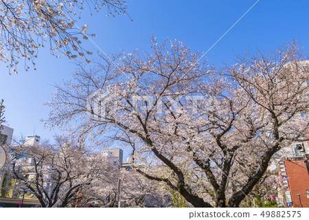 Landscape of National University Street where cherry blossoms bloom in full bloom 49882575