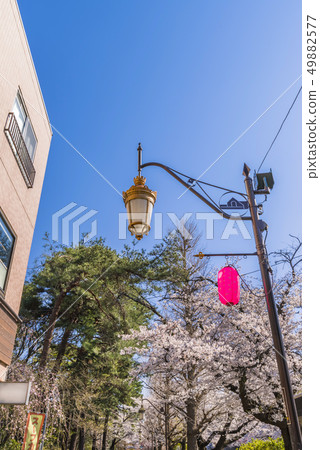 櫻花盛開的國立大學街景觀 49882577
