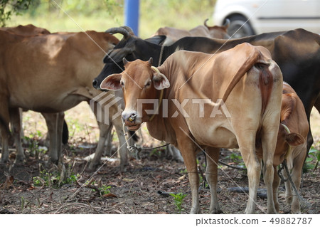 牛(馬來西亞) 牛(馬來西亞) 49882787