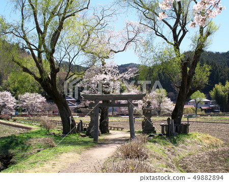Cherry blossoms 49882894