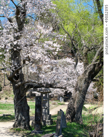 Cherry blossoms 49882895