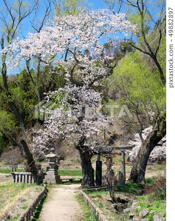 Cherry blossoms Cherry blossoms 49882897