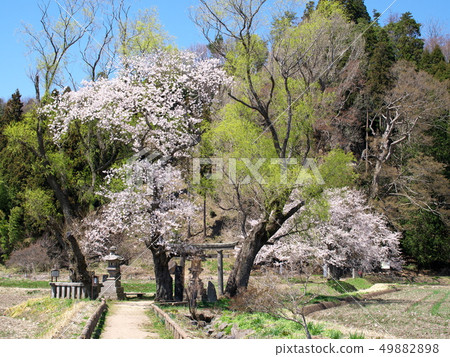 Cherry blossoms Cherry blossoms 49882898