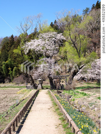 Cherry blossoms 49882899