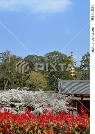 Cherry blossoms at Todaiji Cherry blossoms at Todaiji 49883028