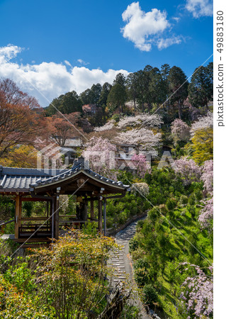 Zenji Temple with full bloom of cherry blossoms Zenji Temple with full bloom of cherry blossoms 49883180