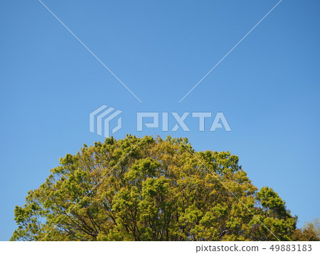Crown of zelkova green zelkova against the blue sky 49883183