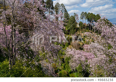 Zenji寺盛開的櫻花盛開 49883238