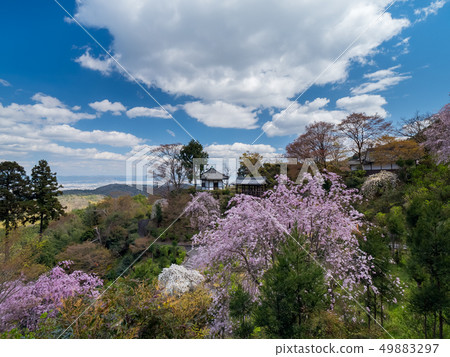 Zenji Temple with full bloom of cherry blossoms Zenji Temple with full bloom of cherry blossoms 49883297