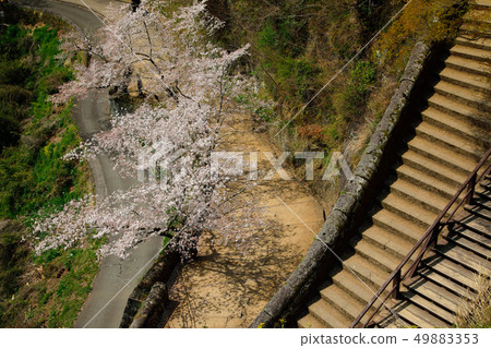 Taketa City Spring Cherry blossoms blooming Okajo Pass Taketa City Spring Cherry blossoms blooming Okajo Pass 49883353