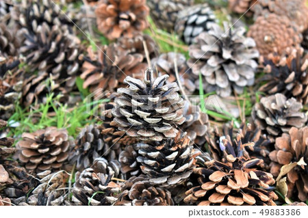 Pinecone Pinecone 49883386
