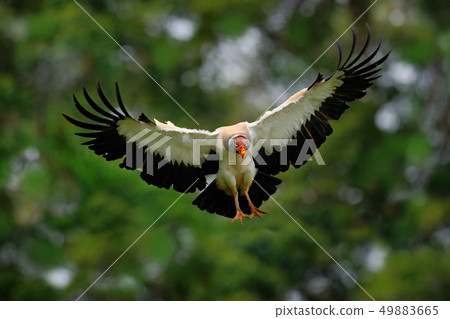 King vulture, Sarcoramphus papa, large bird King vulture, Sarcoramphus papa, large bird 49883665