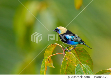 Golden-hooded Tanager, Tangara larvata 49883670
