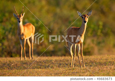 Pampas Deer, Ozotoceros bezoarticus Pampas Deer, Ozotoceros bezoarticus 49883673