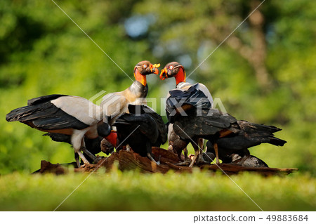 King vulture, Sarcoramphus papa, with carcas 49883684