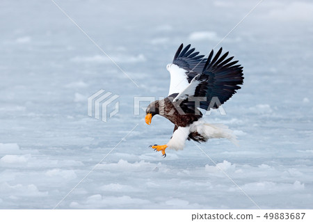 Winter scene with snow and eagle. Flying eagle 49883687