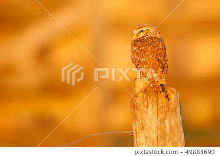 Burrowing Owl, Athene cunicularia, night bird Burrowing Owl, Athene cunicularia, night bird 49883690