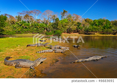 Caiman, Yacare Caiman, crocodiles in river surface Caiman, Yacare Caiman, crocodiles in river surface 49883691