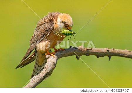 Red-footed Falcon with caught locust grasshopper Red-footed Falcon with caught locust grasshopper 49883707