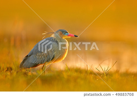 Whistling Heron, Syrigma sibilatrix, in evening Whistling Heron, Syrigma sibilatrix, in evening 49883708