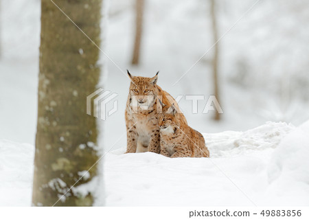 Lynx in snow forest. Eurasian Lynx in winter Lynx in snow forest. Eurasian Lynx in winter 49883856