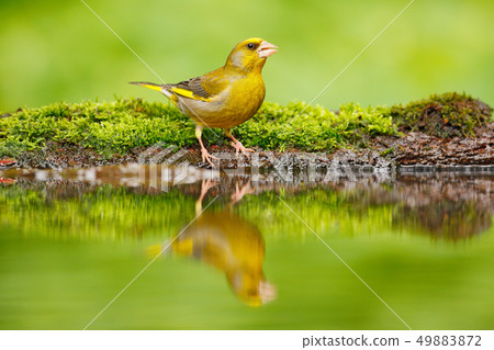 Green and yellow songbird European Greenfinch Green and yellow songbird European Greenfinch 49883872