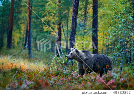 Bear hidden in yellow forest, autumn trees Bear hidden in yellow forest, autumn trees 49883892