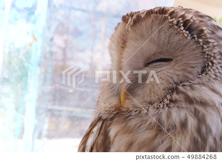 Contact with Owl 49884268