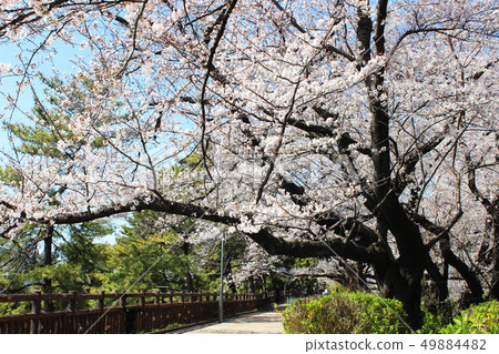 Cherry blossoms in the Bund Park Cherry blossoms in the Bund Park 49884482