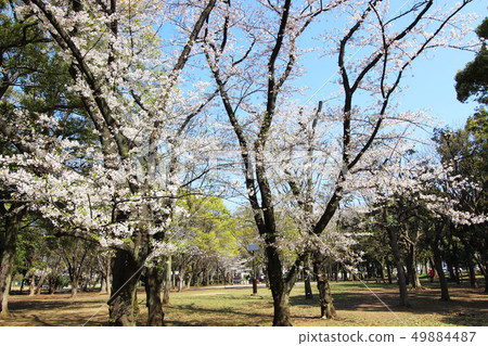 Ashiarka公園的櫻花 49884487