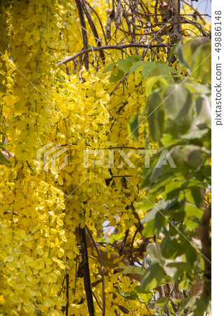 Small Yellow Flower or Cassia fistula flower 49886148