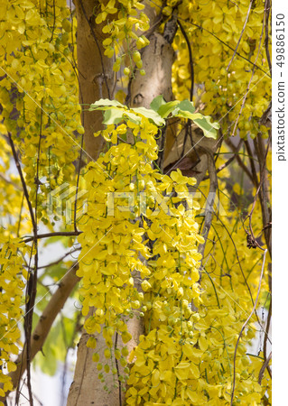 Small Yellow Flower or Cassia fistula flower Small Yellow Flower or Cassia fistula flower 49886150