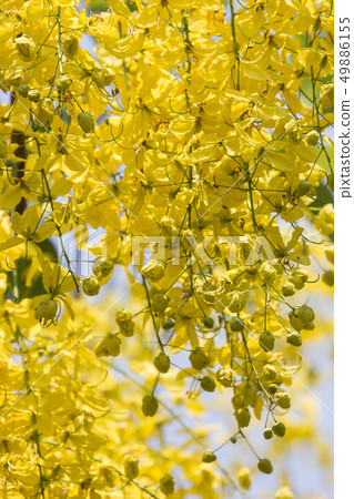 Small Yellow Flower or Cassia fistula flower 49886155