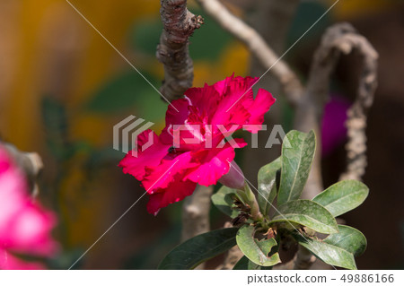 Pink Desert rose flowers 49886166