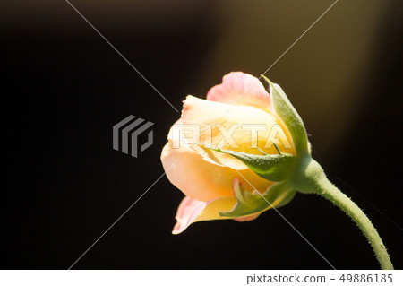 Yellow  rose flower 49886185