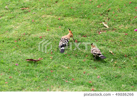 Two Hoopoe bird sitting on green grass close-up Two Hoopoe bird sitting on green grass close-up 49886266