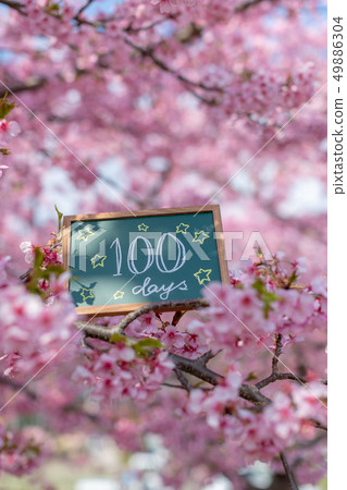 Plate inside cherry blossoms 100 days after birth One hundred day celebration 49886304