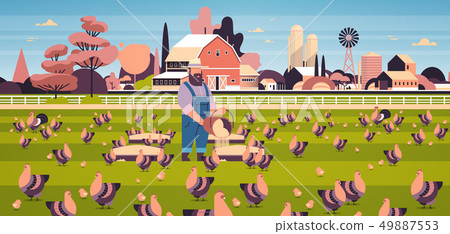 male farmer feeding chicken and rooster free range farming breeding hed for food poultry farm 49887553